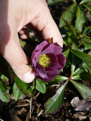 P1050345h.JPG