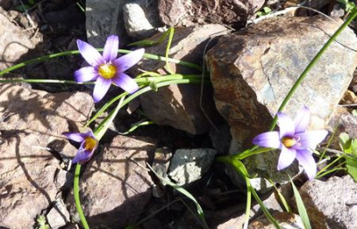 Romulea_columnae_GC_2.jpg