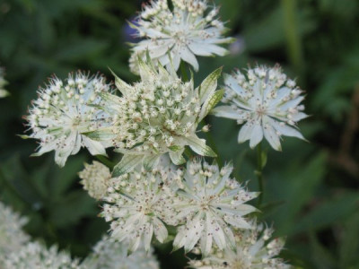 Astrantia__Margery_Fish.JPG