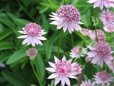 Astrantia_Roma_2.JPG