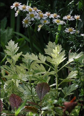 Artemisia__Oriental_Limelight.JPG