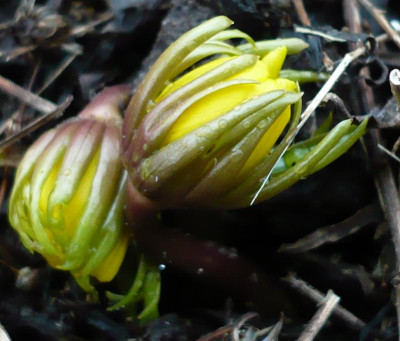 Eranthis_cil.jpg