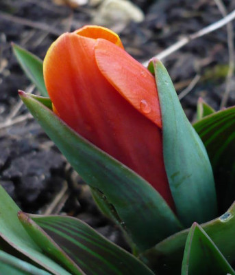 Tulp_frueh.jpg