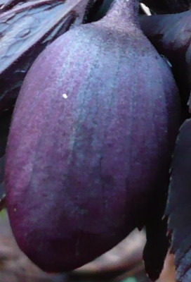 Bruglingens_Fruhe.jpg