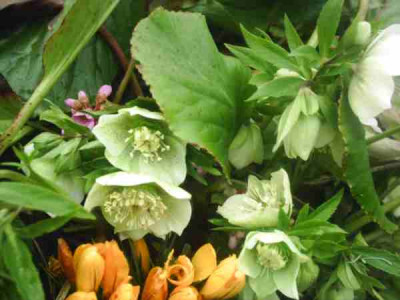 Helleborus_niger4.jpg