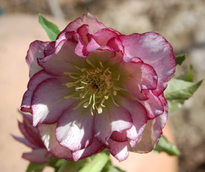 Hollandische_Helleborus_0010__3047.jpg