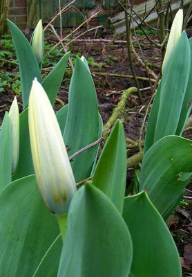 Tulipa_Concerto_270305.jpg