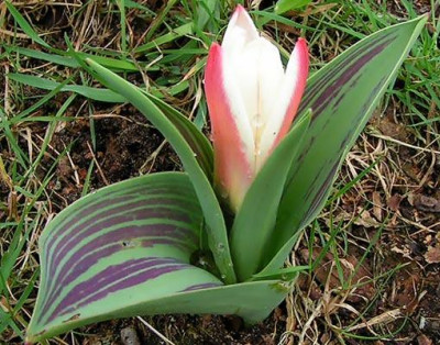 tulipa_Hearts_Delight_260305.jpg