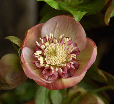 Schale_0016__3084.jpg