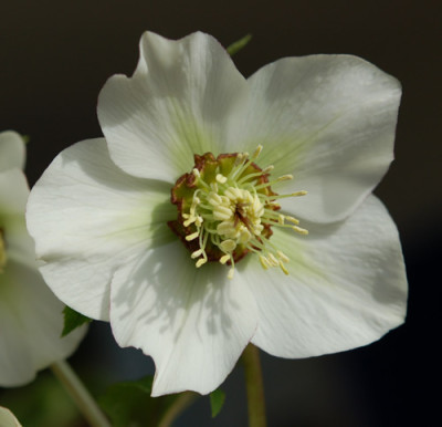 Weiss_einfach_0015__3087.jpg