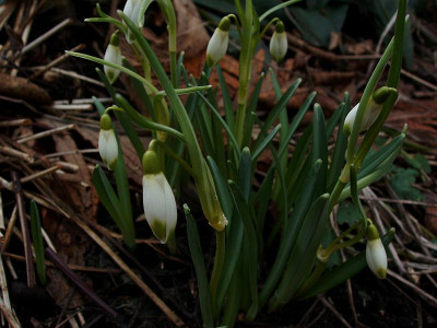cf_scharlockii_2010_zg.jpg