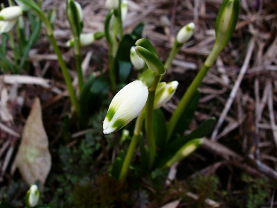 maerzenbecher20100303.jpg