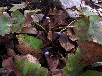 hepatica_transsilvanica_20100303_zg.jpg