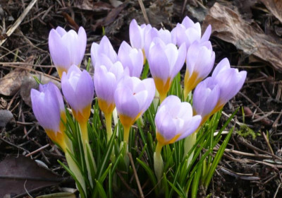 C._sieberi_Violet_Queen.JPG
