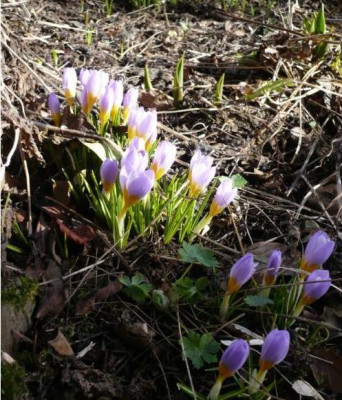 C._sieberi_Violet_Queen-2.JPG
