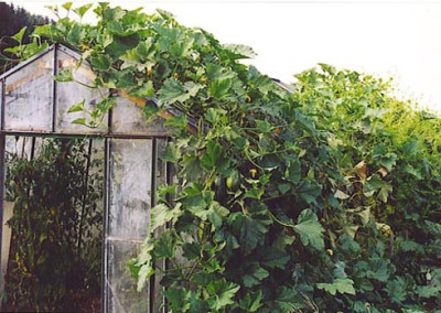 Zucchini_rankend_am_Glashaus.jpg