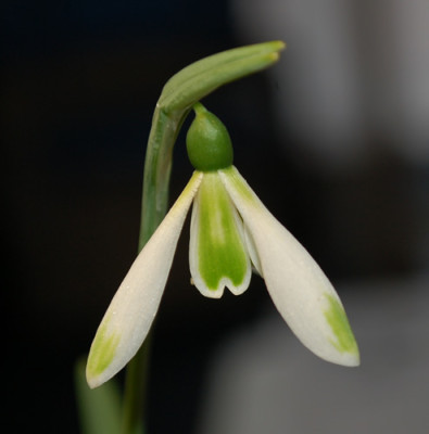 Galanthus_Nivalis_Courteen_Hall_0011__3124.jpg