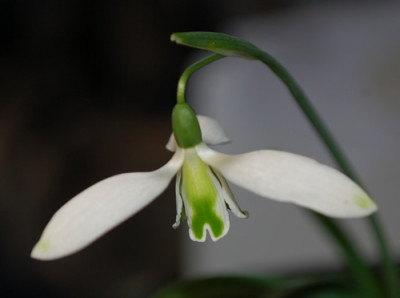 Galanthus_Curly_0013__3133.jpg