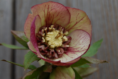 Anemone1-03-10.jpg