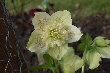 Anemone5-03-10.jpg