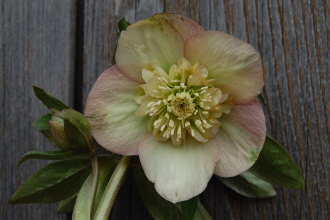Anemone6-03-10.jpg