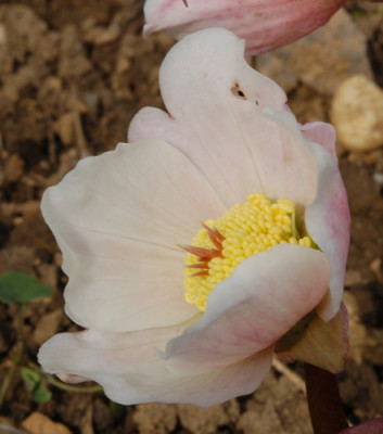 Nigerbluete_0010__3150.jpg