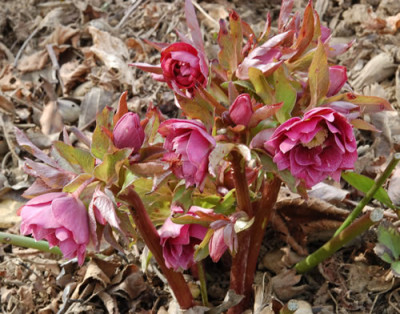 Gefuellte_Scilla_0010__3148.jpg