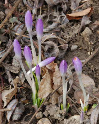 Krokus_0010__3145.jpg