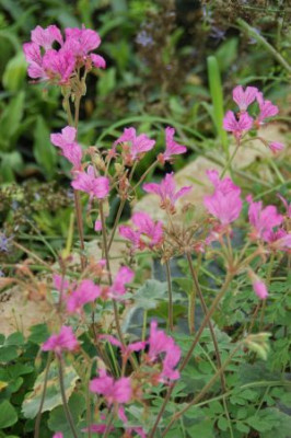 pelargoniumendlich.jpg