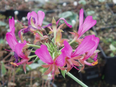 pelargquercetorum.jpg