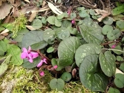 cyclamen_mit_samlingen.jpg