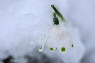 Schneebecher-Mar0610.jpg