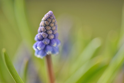 Muscari-Mar0410.jpg