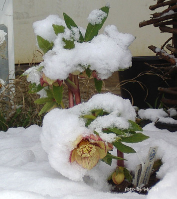 NeonImSchneeIMGP5131.jpg