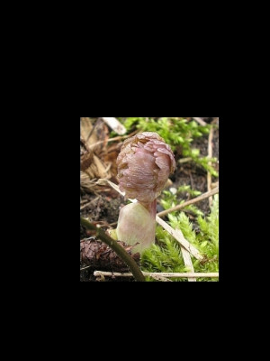 Thalictrum_Austrieb.jpg