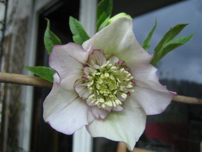 helleborus_1.3.2010_001_Small.jpg