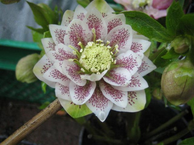 helleborus_1.3.2010_009_Small.jpg