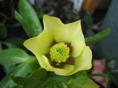 helleborus_1.3.2010_011_Small.jpg