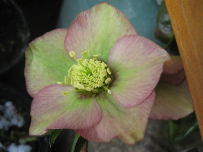 helleborus_1.3.2010_012_Small.jpg