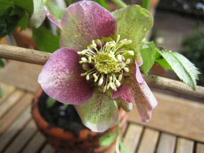 helleborus_1.3.2010_004_Small.jpg