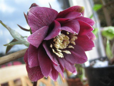 helleborus_1.3.2010_006_Small.jpg