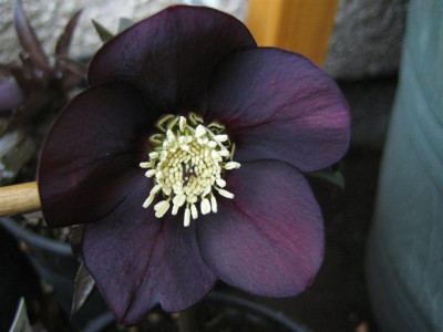 helleborus_1.3.2010_014_Small.jpg