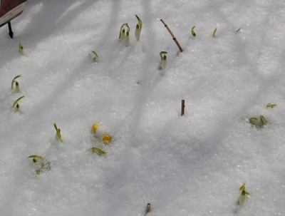 Schneegloeckchen_0010__3209.jpg