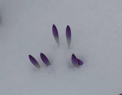 Krokus_im_Schnee_0010__3206.jpg