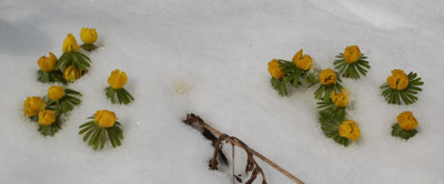 Winterlinge_0010__3210.jpg