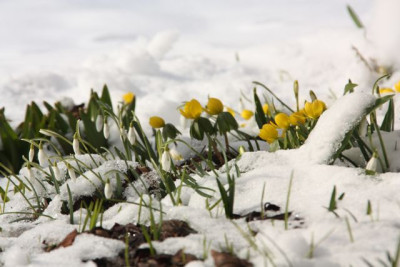 IMG_Schneeblumen-2.jpg