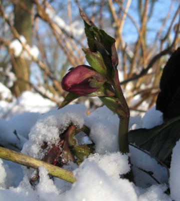 Helleborus_2_640x480.jpg