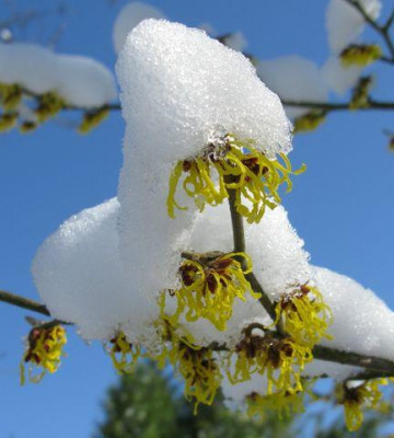 Der_Winter_ist_zuruck_2_640x480.jpg