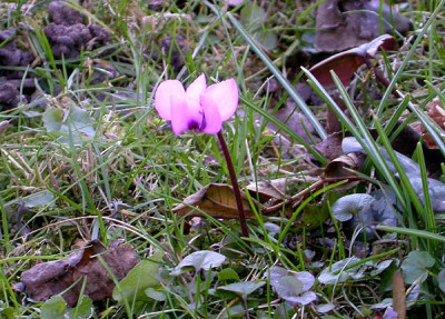 Cyclamen_Samling_6.3.10.jpg