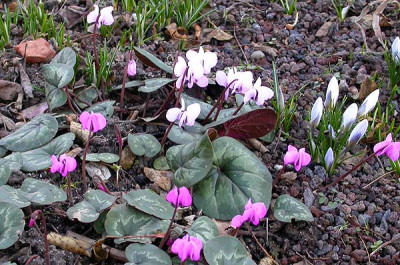 Cyclamen_Samlingsversammlung_6.3.10.jpg